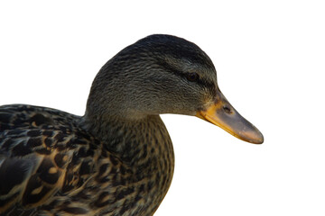 A duck stands on the shore, its feet firmly planted in the grass or damp ground. Its smooth...