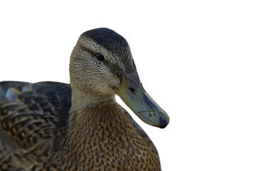 A duck stands on the shore, its feet firmly planted in the grass or damp ground. Its smooth...