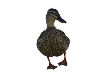 A duck stands on the shore, its feet firmly planted in the grass or damp ground. Its smooth...