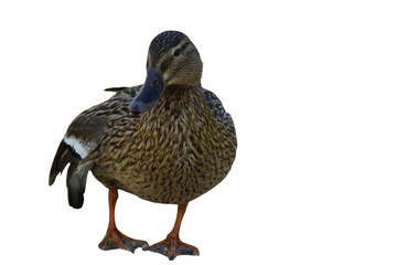 A duck stands on the shore, its feet firmly planted in the grass or damp ground. Its smooth feathers catch the natural light, while its curious gaze surveys the surroundings. 
