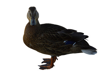 A duck stands on the shore, its feet firmly planted in the grass or damp ground. Its smooth...