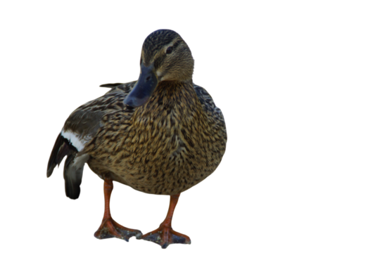A duck stands on the shore, its feet firmly planted in the grass or damp ground. Its smooth feathers catch the natural light, while its curious gaze surveys the surroundings. 