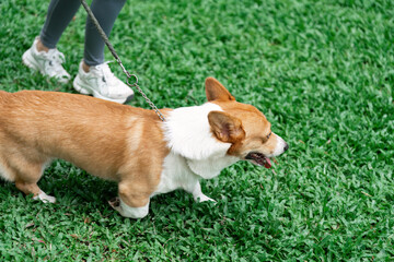 Wellness and Pet Care. Corgi enjoying a walk in the park, promoting physical activity and joy.