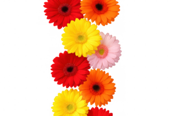 Colorful gerbera daisies are falling on a transparent background, creating a vibrant and cheerful floral arrangement
