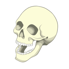 Fototapeta premium Illustration of a Human Skull