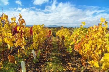 autumn vineyard yellow coloured vine plants Pavlov hils