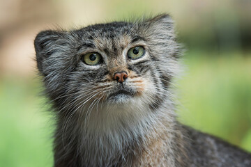 Pallas's cat (Otocolobus manul) Detail portrait cats