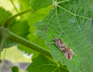 Moth resting on a vine leaf in a vineyard