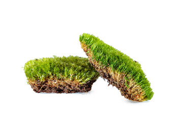 Green forest natural moss isolated on white background.