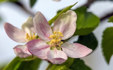 flower of apple tree in latin Malus Domestica