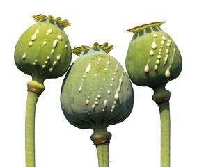 opium poppy heads milk latex papaver somniferum isolated