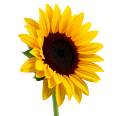 sunflower isolated on white background