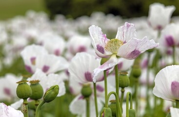 flowering opium poppy field white papaver somniferum
