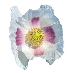 opium poppy white flower papaver somniferum isolated