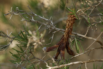 Apilamiento de enfoque sobre cono de pino comida por una ardilla caida sobre arbusto de romero, Alcoy, España
