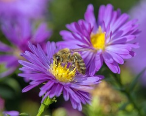 bee or honeybee in Latin Apis Mellifera blue flower