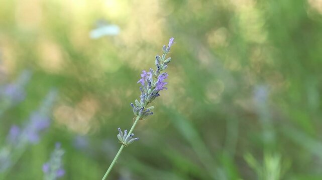 Tallo de planta Lavanda con enfoque selectivo y bokeh de campo agr&iacute;cola de lavanda con mariposas, Alcoy, Espa&ntilde;a