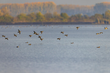 Flock of eurasian wigeons flying over lake in Nagyhegyes, Hungary