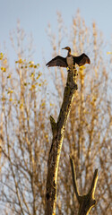 Cormorant drying its wings on a dead tree in Hungary