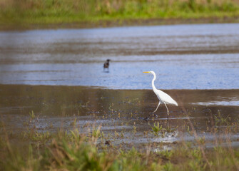 Great egret walking in shallow water in Hungary