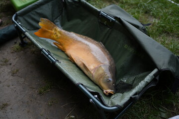 Close-up of a freshly caught carp fish inside a fishing bag