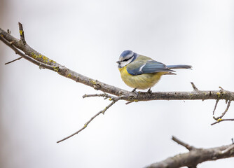Eurasian blue tit perched on a branch in Czechia