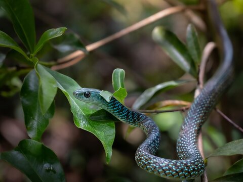 Uganda hughe's green snake slithering through foliage