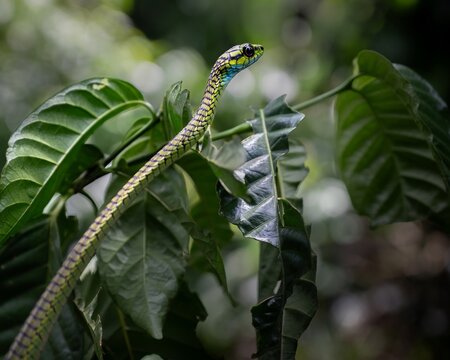 Large-eyed green tree snake among lush leaves