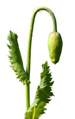flower bud of opium poppy papaver somniferum isolated