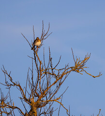 Fieldfare perched on bare tree branches in winter in Slovakia