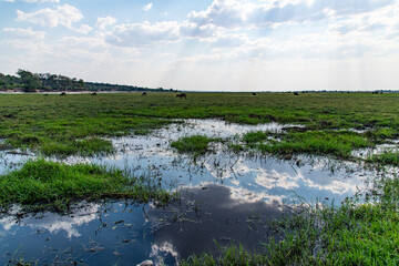 landscape with clouds, sunbeams, grassland, waterbucks and reflection at the lakeside in Chobe...