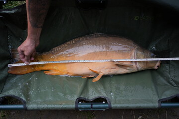 Measuring a Freshly Caught Live Carp – Close-Up in Fishing Bag