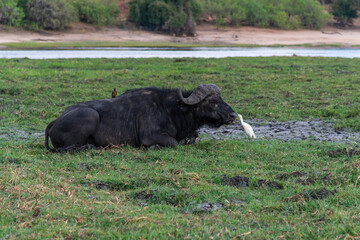 African buffalo on the grassland at the lakeside in Chobe National Park