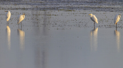 Great egrets wading in water with reflections in Codolet, France