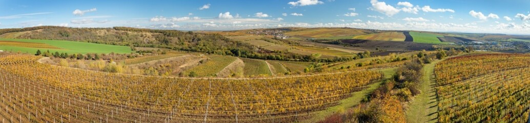 vineyards, autumn in the vineyard yellow vine plants