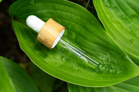 Transparent Serum in Pipette on Green Leaf Background