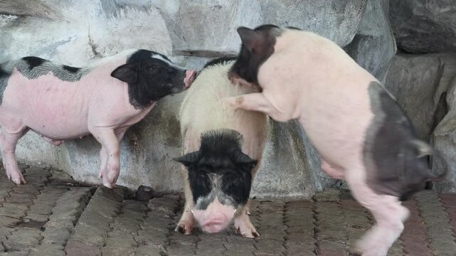 Domestic pigs copulate in the yard by the stone wall