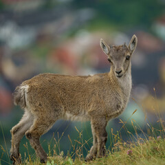 alpine ibex babies in the mountains