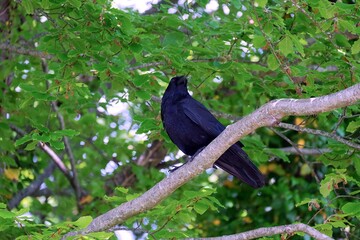 Corbeau dans les arbres .