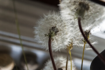 Dandelion seeds in a vase on the windowsill. Abstract
