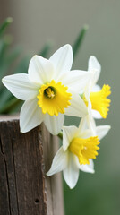 Obraz premium White and Yellow Daffodil Bouquet – Close-Up Vertical Flower Portrait