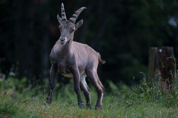 Alpine ibex male in the mountains, portrait