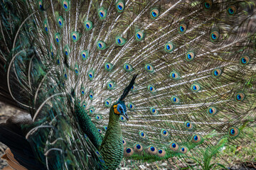 Colourful Tropical Birds in Java Indonesia - close-up images of Hornbills and Peacocks