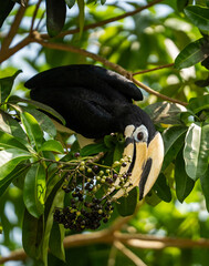 Colourful Tropical Birds in Java Indonesia - close-up images of Hornbills and Peacocks