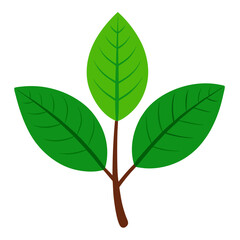 green leaf isolated on white background