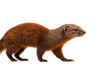 A sleek mongoose, coat a blend of brown and gold, strides purposefully against a plain backdrop