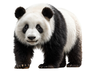 Obraz premium A stunning portrait of a giant panda, its black and white coat and innocent eyes