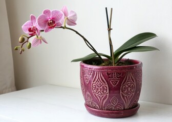Exotic pink orchid blooms in a dark pink ceramic pot with intricate patterns