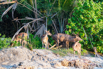 Antelopes on the beach at sunset in the Alas Purwo jungle of East Java, Indonesia