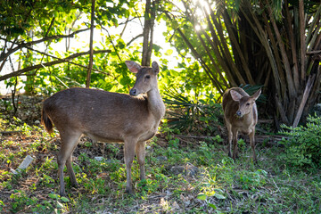 Antelopes on the beach at sunset in the Alas Purwo jungle of East Java, Indonesia